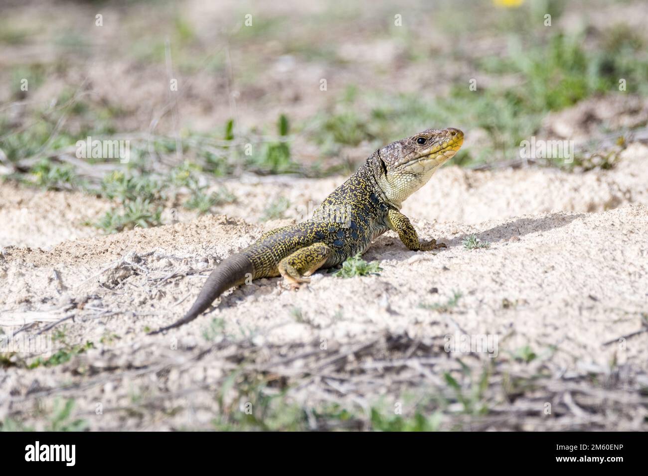 Okellierte Eidechse, Timon lepidus, Bujaraloz, Monegros, Aragón, Spanien Stockfoto