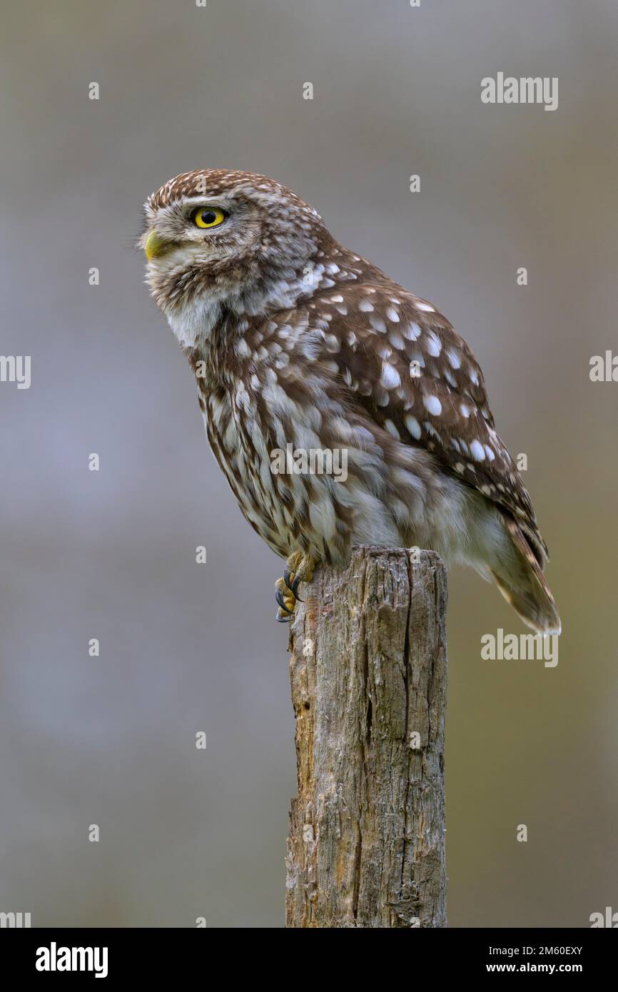 Little Owl (Athen noctua), ruft männlich auf Weidenmast, Biosphärenreservat, Schwäbische Alb, Baden-Württemberg, Deutschland Stockfoto