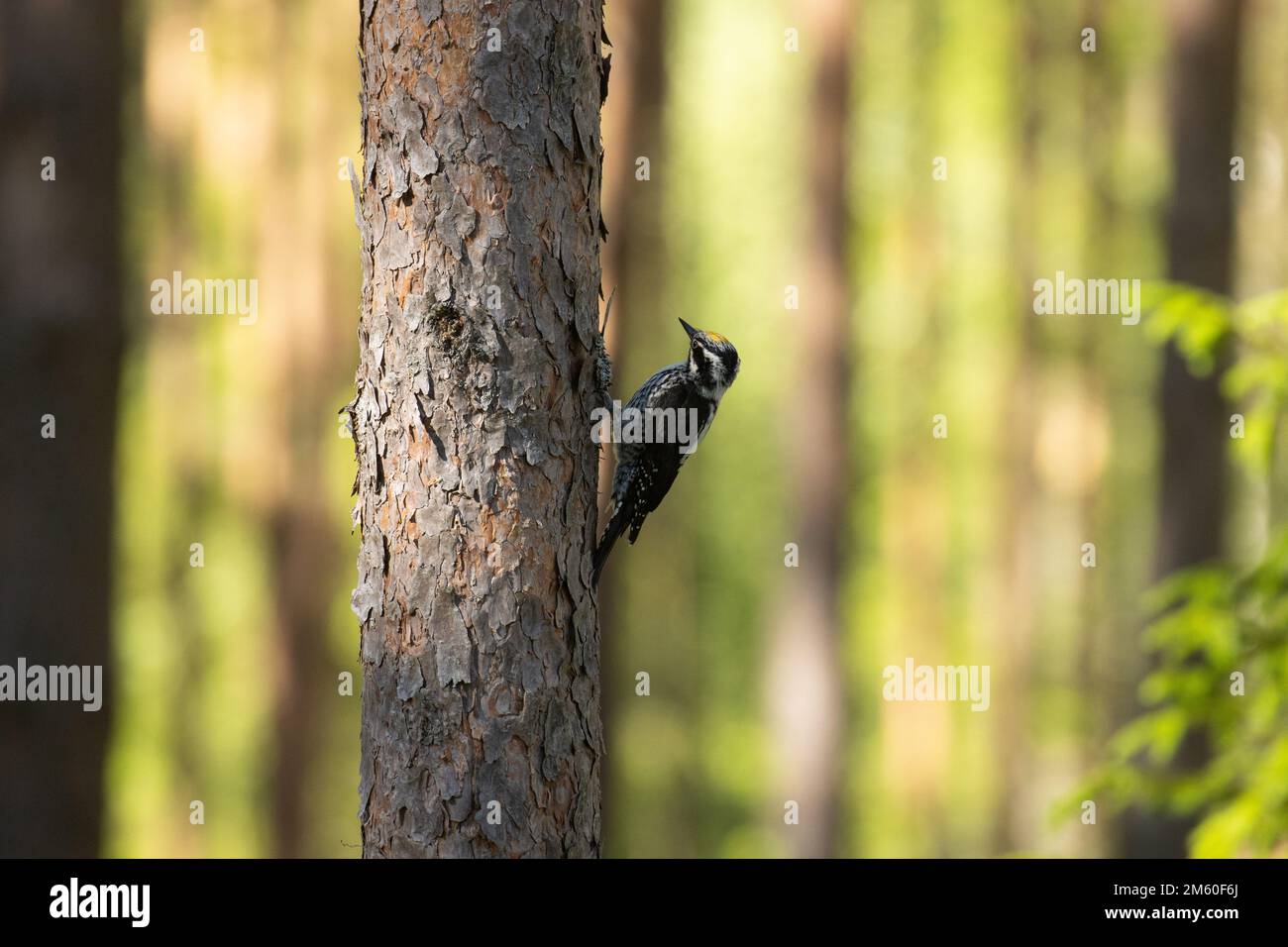 Männlicher Dreizehenspecht, der in einem sommerlich bewirtschafteten Wald in Estland, Nordeuropa, auf der Suche nach Nahrung auf einem Pinienstamm ist Stockfoto