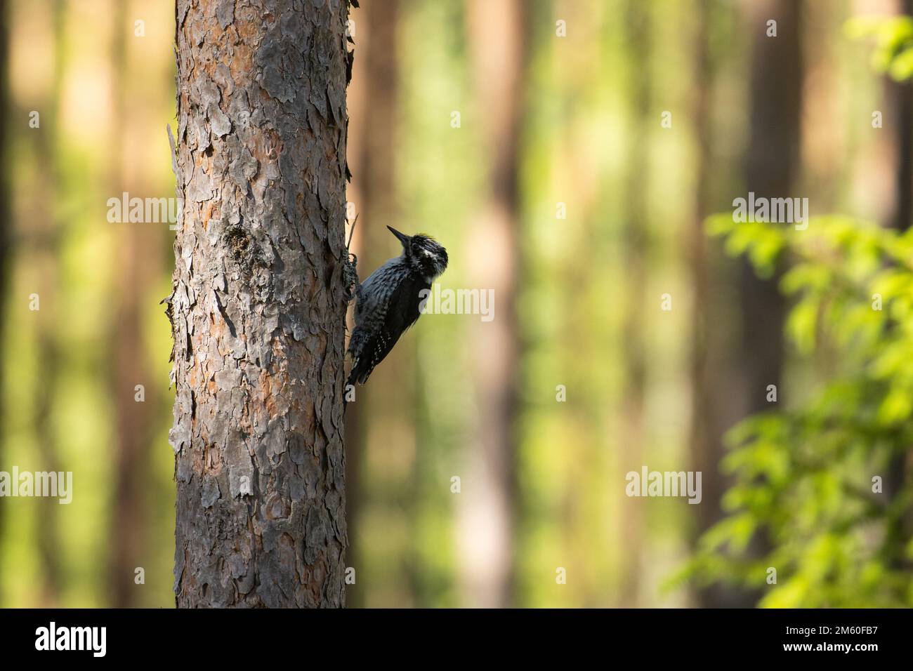 Männlicher Dreizehenspecht, der in einem sommerlich bewirtschafteten Wald in Estland, Nordeuropa, auf der Suche nach Nahrung auf einem Pinienstamm ist Stockfoto