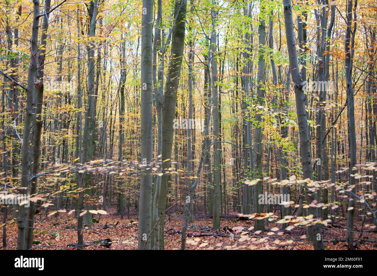Gemeine Buche (Fagus sylvatica), Herbst im sonnigen Buchenwald, Uedem, Nordrhein-Westfalen, Deutschland Stockfoto