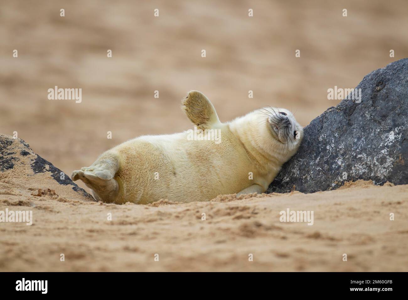 Graue Seehunde (Halichoerus grypus) Jungtiere, die auf einem Felsen am Strand ruhen, Norfolk, England, Großbritannien Stockfoto