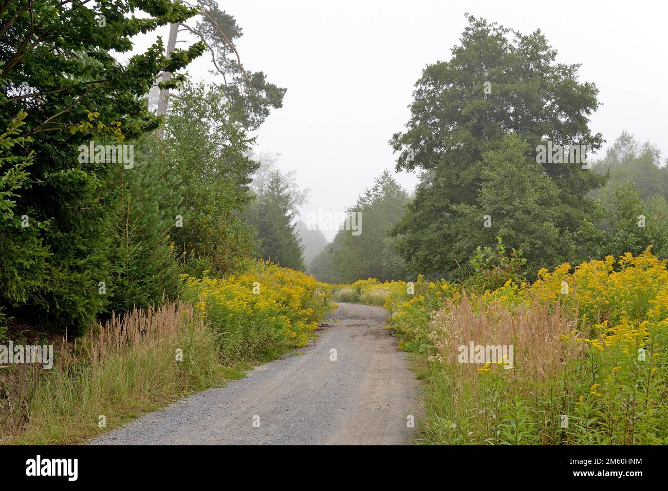 Goldrute (Solidago) und Weidelgras (Calamagrostis) bilden einen Waldweg, Arnsberg Forest Naturpark, Nordrhein-Westfalen, Deutschland Stockfoto
