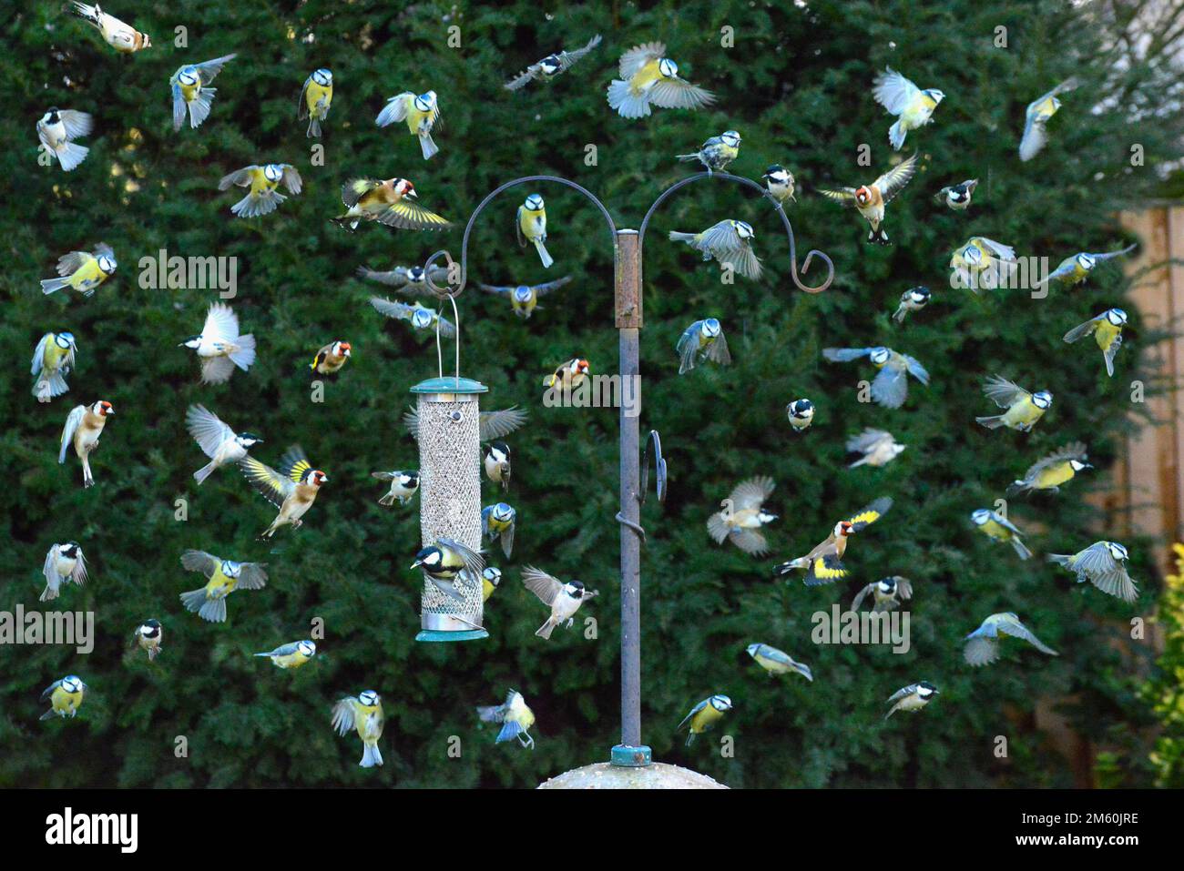Hanbury, Burton-on-Trent, Staffordshire, Großbritannien. 1. Januar 2023. Ein zusammengesetztes Bild von Vögeln, die in einem Garten in Hanbury, Burton-on-Trent, Staffordshire, über einen Zeitraum von 30 Minuten eine Zucht mit Sonnenblumenherzen besuchen. Kredit: John Eveson/Alamy Live News Stockfoto