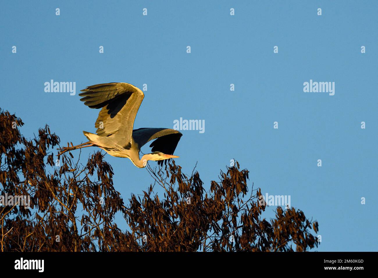 Graureiher (Ardea cinerea), abheben, Oberhausen, Ruhrgebiet, Nordrhein-Westfalen, Deutschland Stockfoto