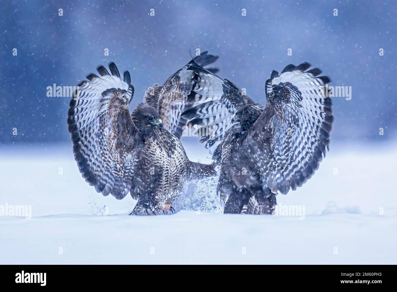 Steppe-Bussard (Buteo buteo) Territorialstreit zwischen zwei Greifvögeln, Kämpfe, bedrohliche Gesten, Frost, Frost, Schneefall, Schneefall Stockfoto