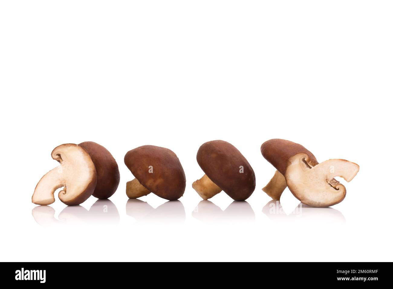 Shiitake-Pilze auf dem weißen Hintergrund isoliert. Stockfoto