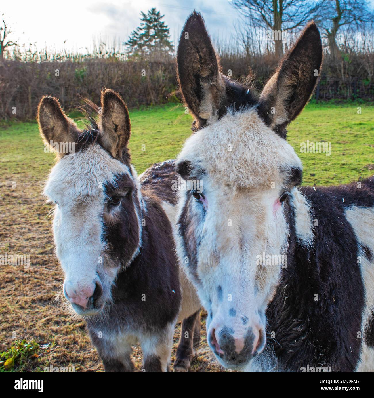 Zwei Esel. Stockfoto