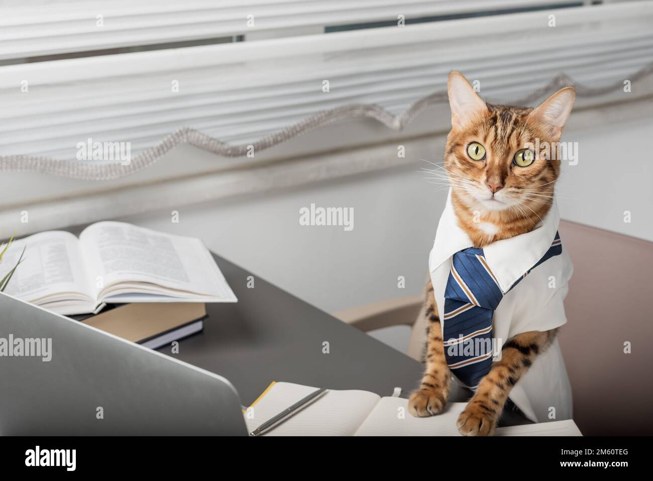 Die ernste bengalische Katze ist der Boss in Krawatte und Hemd im Büro. Büroangestellter oder Manager von Cat. Stockfoto