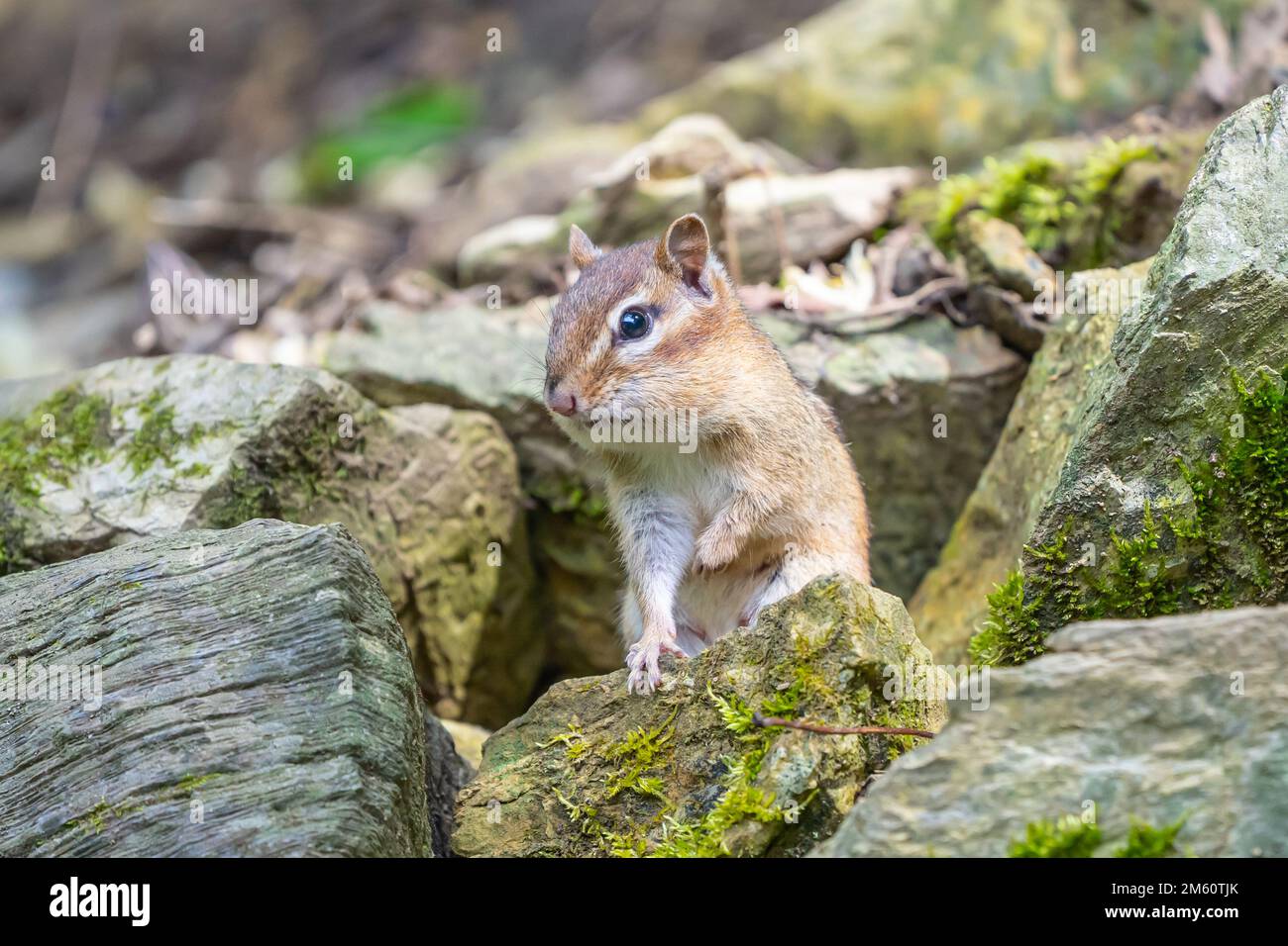 Adorbale Little Eastern Chipmunk (Tamias striatus) überprüft seine Umgebung in der Nähe der Tür zu seinem Haus im Steingarten. Stockfoto