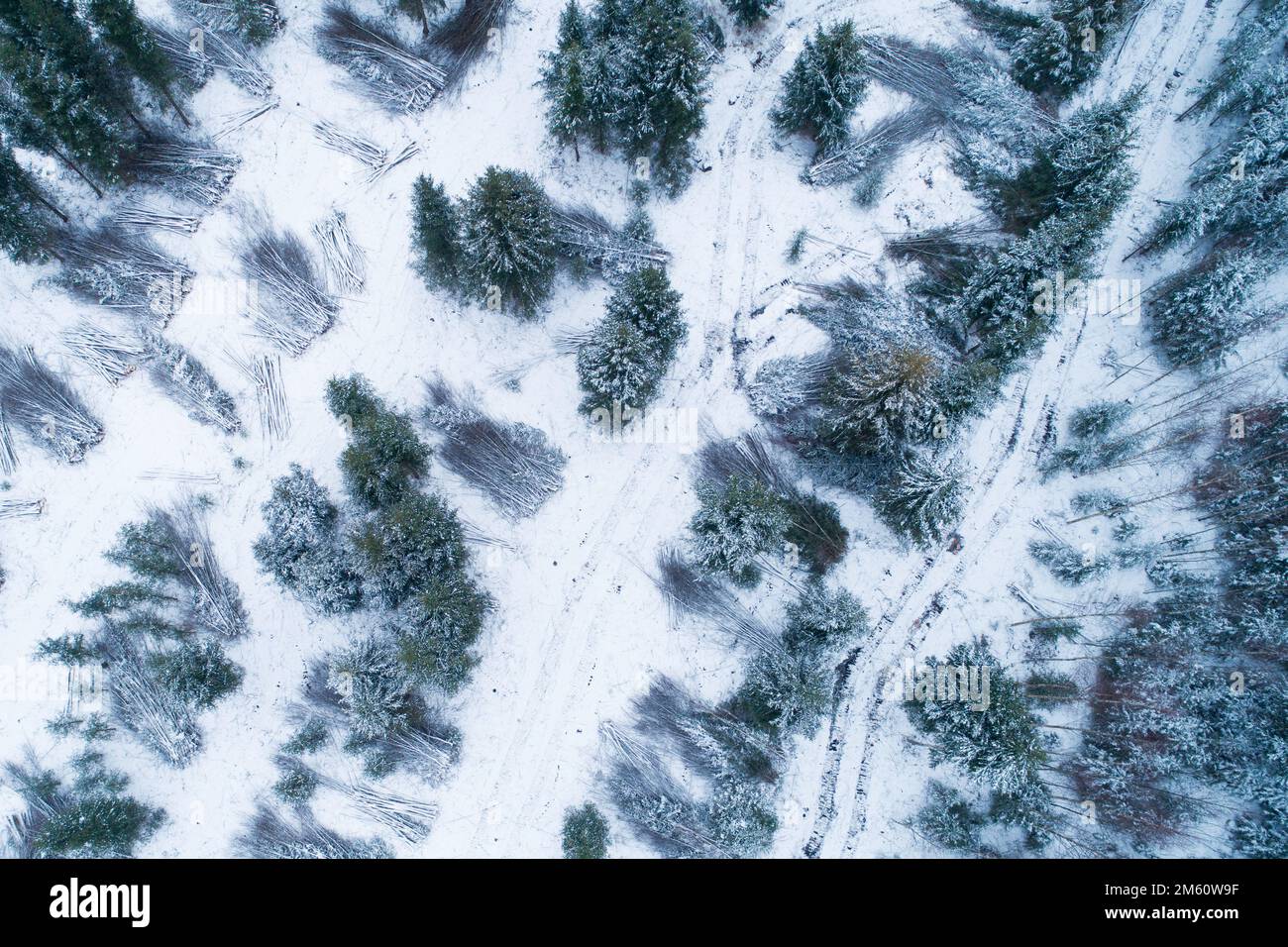 Aerial aus frisch geschnittenem und gestapeltem Energieholz und billigem Hartholz an einem Wintertag in Estland, Nordeuropa Stockfoto