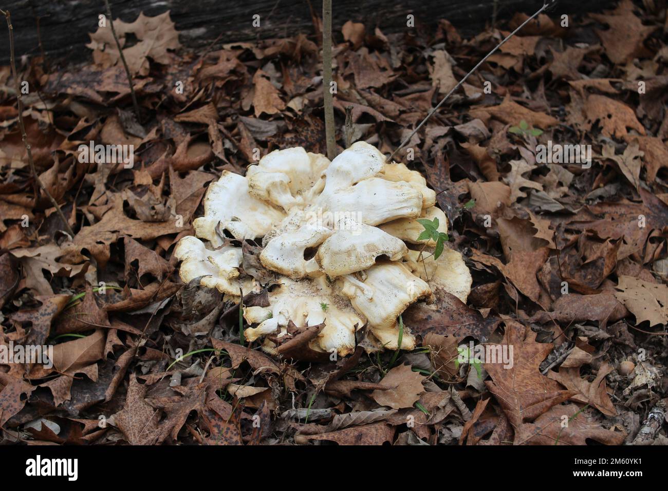 Pilze in den Ozark National Scenic Riverways, Jacks Fork, Missouri, USA Stockfoto