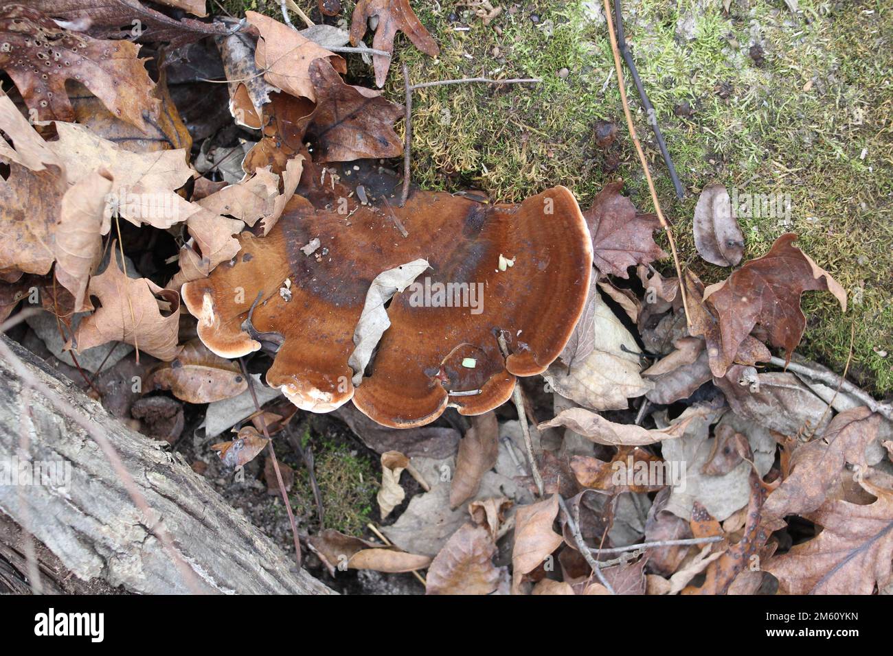 Pilze in den Ozark National Scenic Riverways, Jacks Fork, Missouri, USA Stockfoto