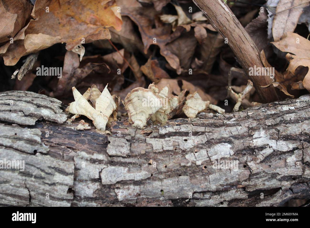 Pilze in den Ozark National Scenic Riverways, Jacks Fork, Missouri, USA Stockfoto
