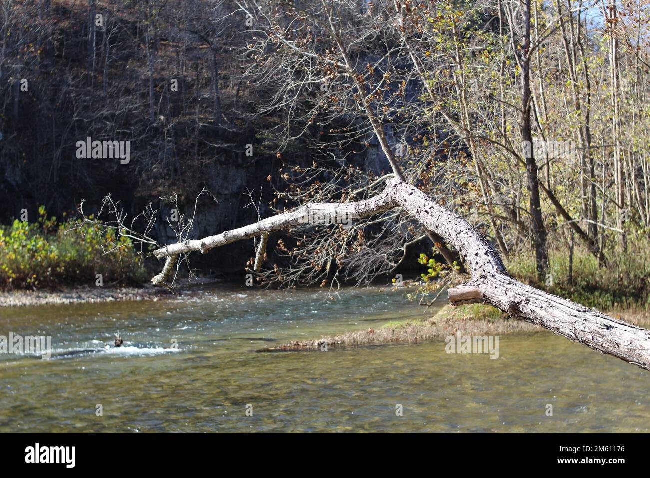 Im Herbst breiter, flacher Winterfluss an den Ozark National Scenic Riverways am Round Spring und Current River Stockfoto