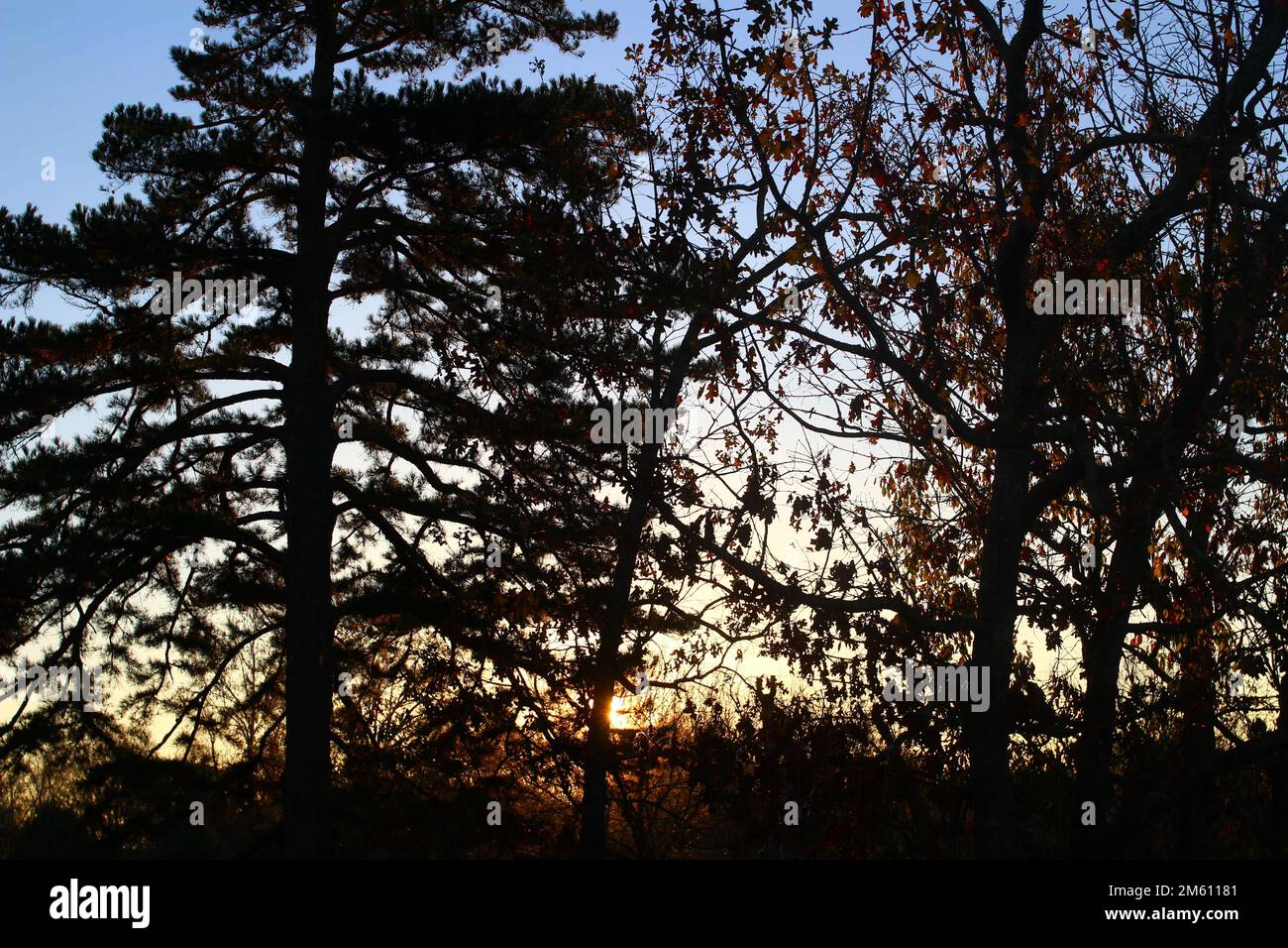 Im Herbst bei Eminence, Missouri, USA, strahlt das Licht am frühen Morgen mit Bäumen in Silhouette Stockfoto
