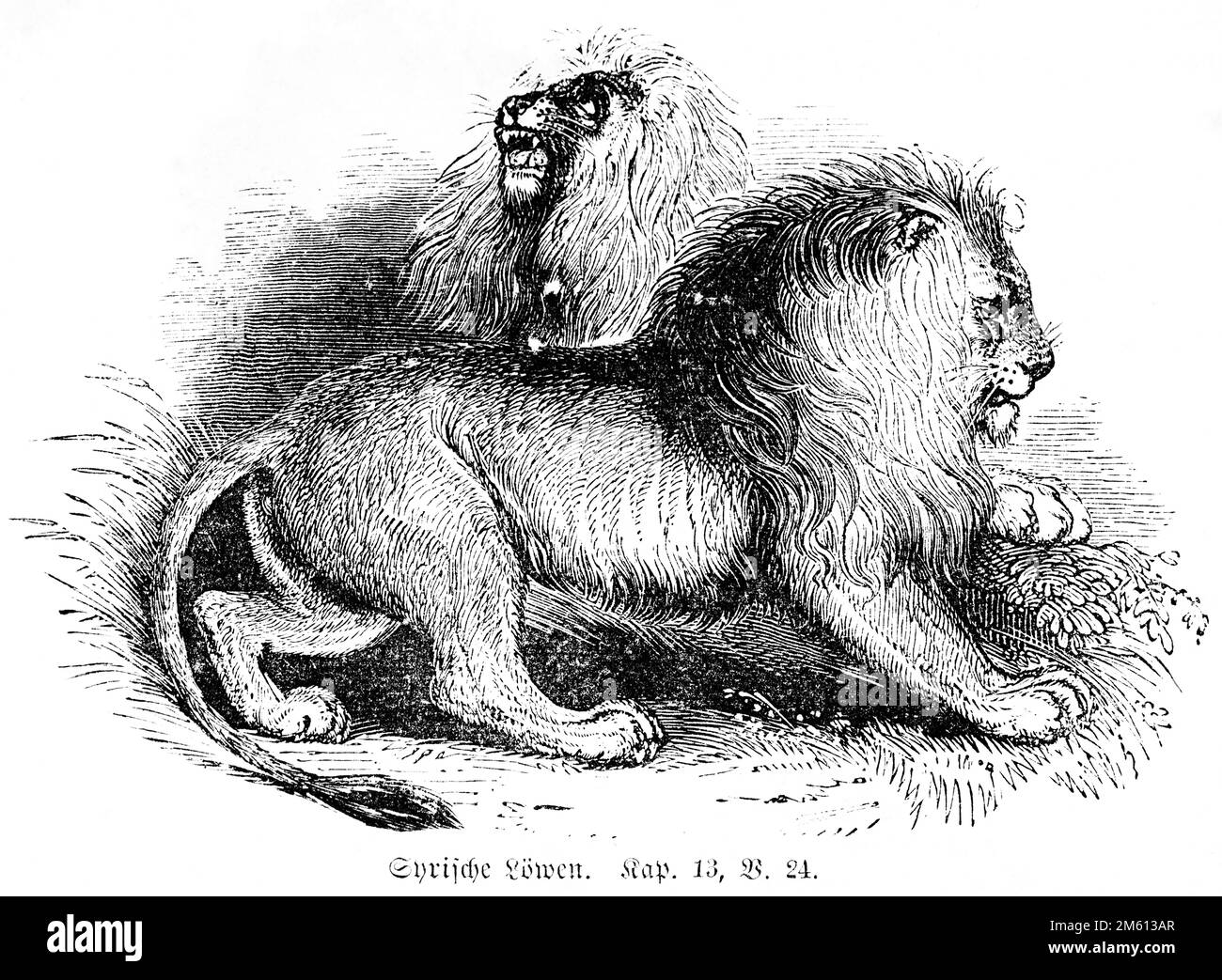 Syrische Löwen, Bibel, Altes Testament, erstes Buch der Könige, Kapitel 13, Vers 24, historische Illustration 1850 Stockfoto