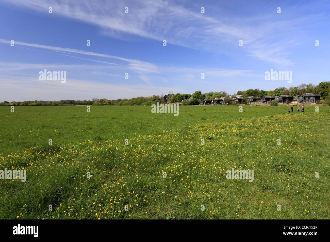 Blick über die Wildblumenwiese in Portholme Meadow, Huntingdon, Cambridgeshire, England; Großbritannien Stockfoto