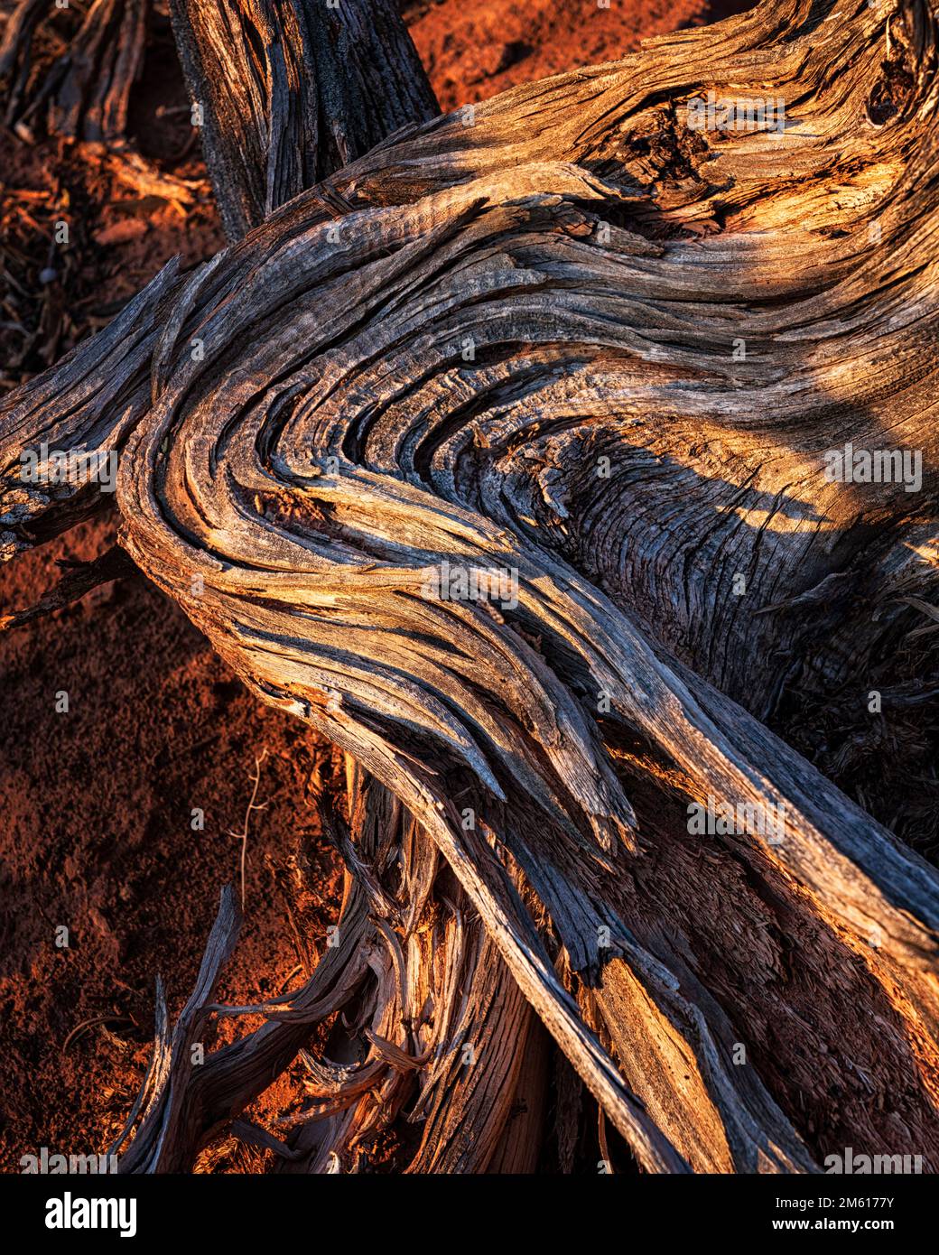 Sonnenaufgangslicht erwärmt die verdrehte Form einer Wacholderbeere im Canyonlands-Nationalpark in Utah Stockfoto
