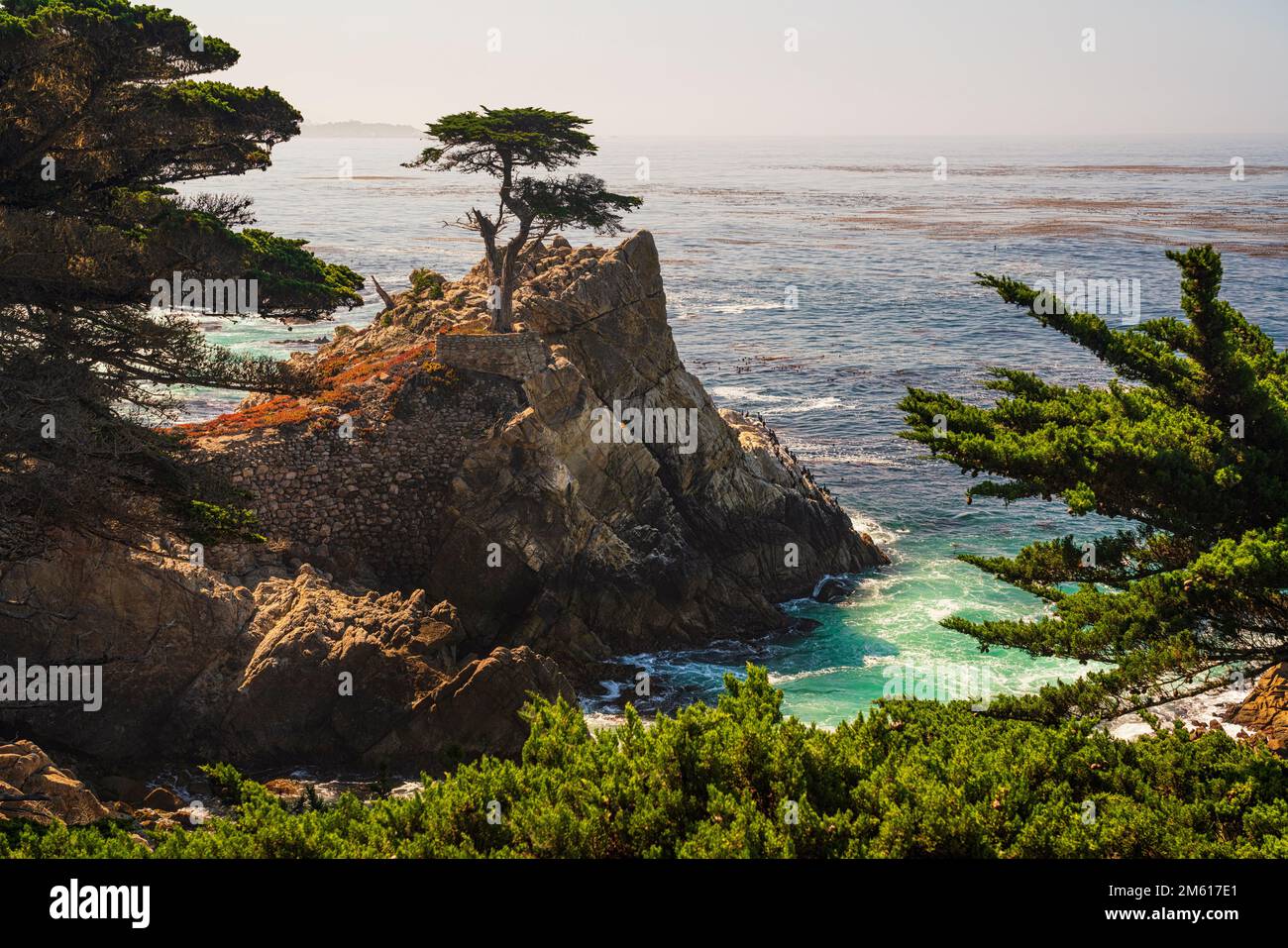 Die berühmte Lone Cypress am 17 Mile Drive in der Nähe von Monterey und Carmel, Kalifornien Stockfoto