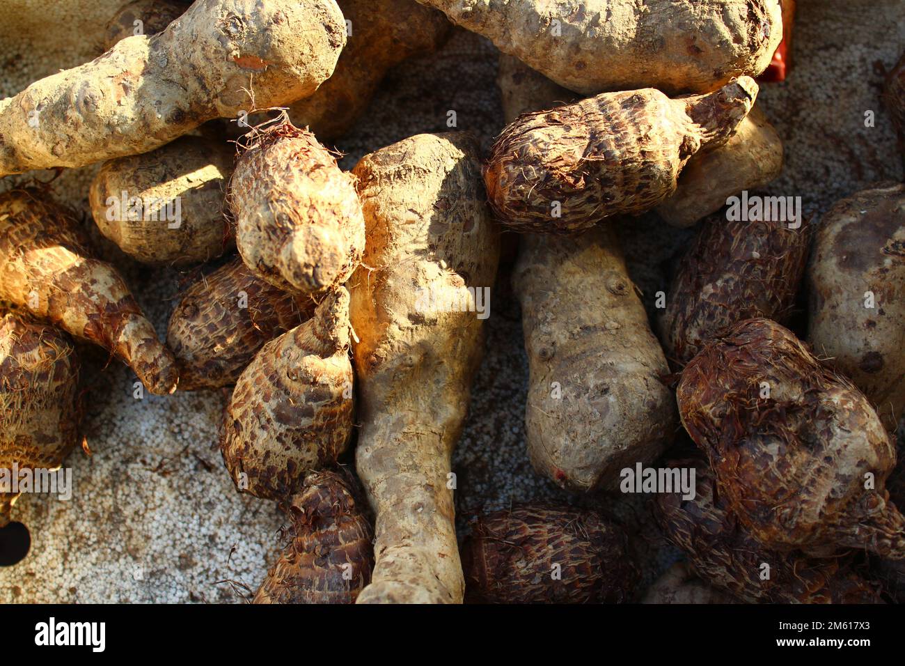 coco-Yamswurzel oder Dasheen oder Taro-Wurzel auf einem Marktstand Stockfoto