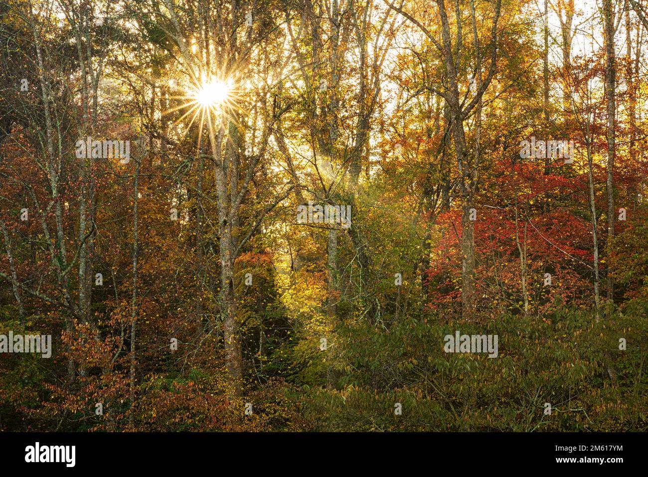 Im Great Smoky Mountain National Park in Townsend, Tennessee, strahlen Sonnenstrahlen durch den Herbstfrost Stockfoto