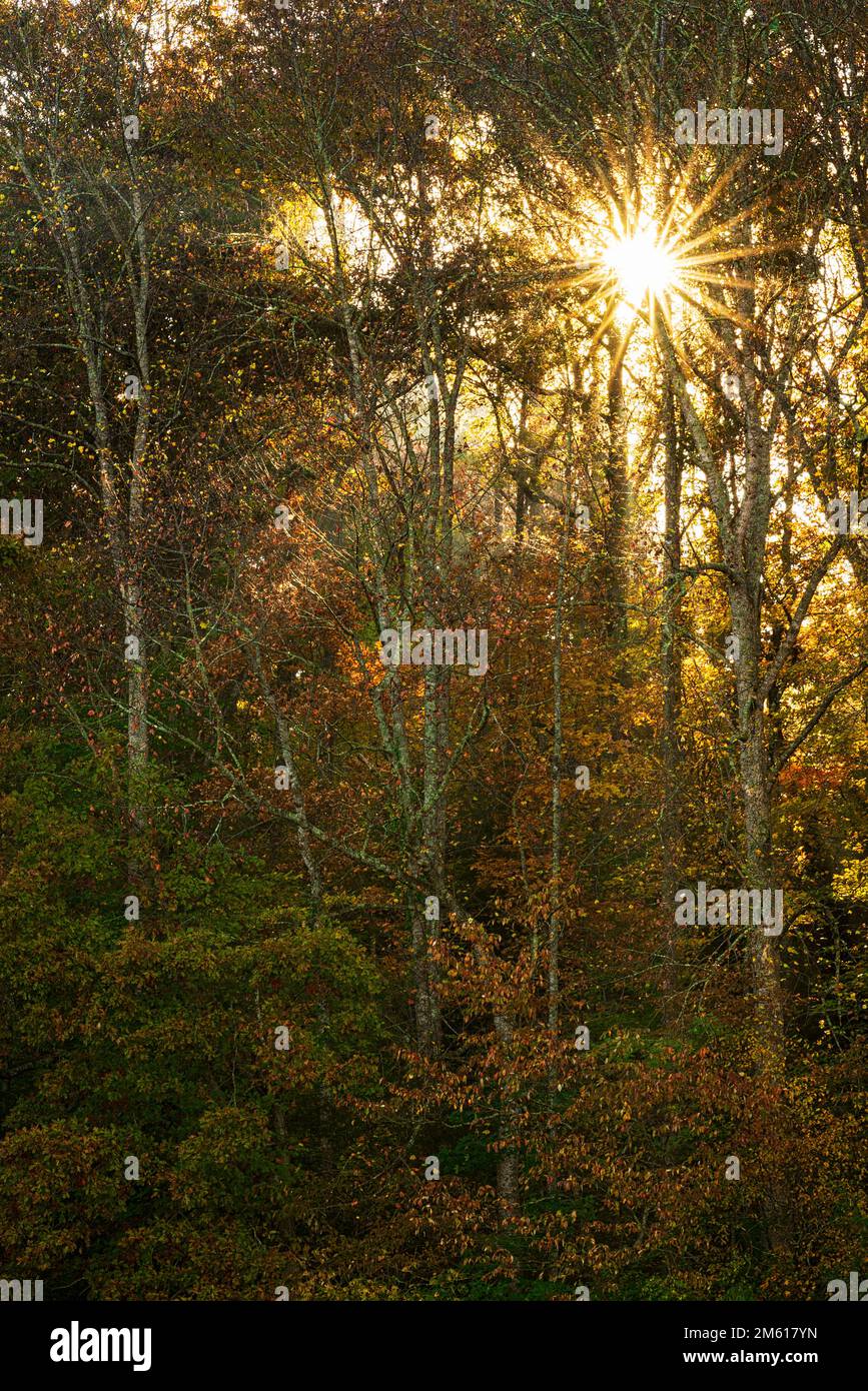 Im Great Smoky Mountain-Nationalpark erstrahlt die Sonne durch nebligen Herbstwald Stockfoto