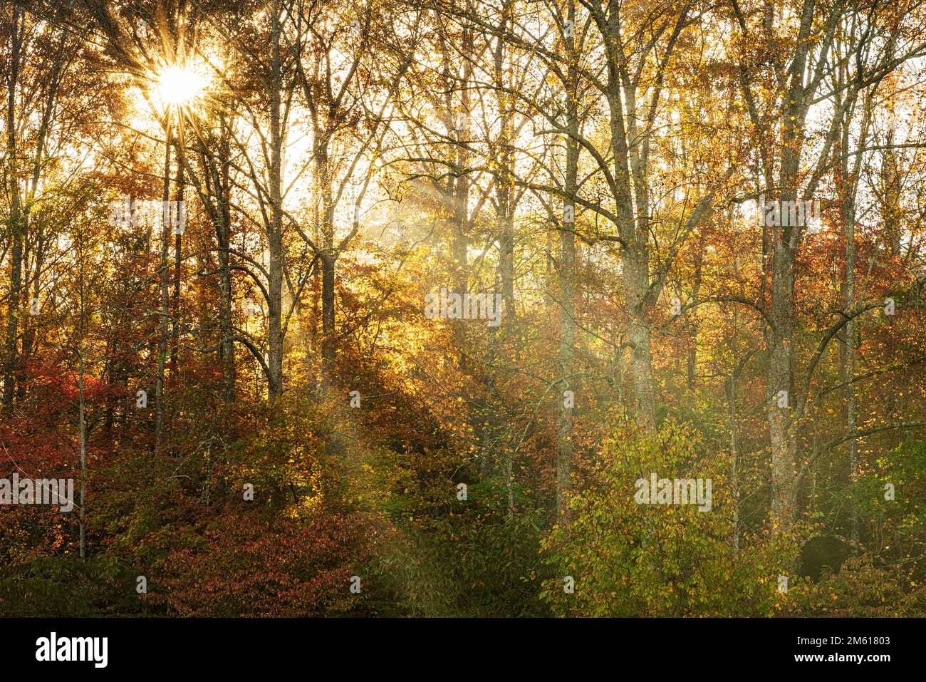 Im Great Smoky Mountain National Park in Townsend, Tennessee, strahlen Sonnenstrahlen durch den Herbstfrost Stockfoto