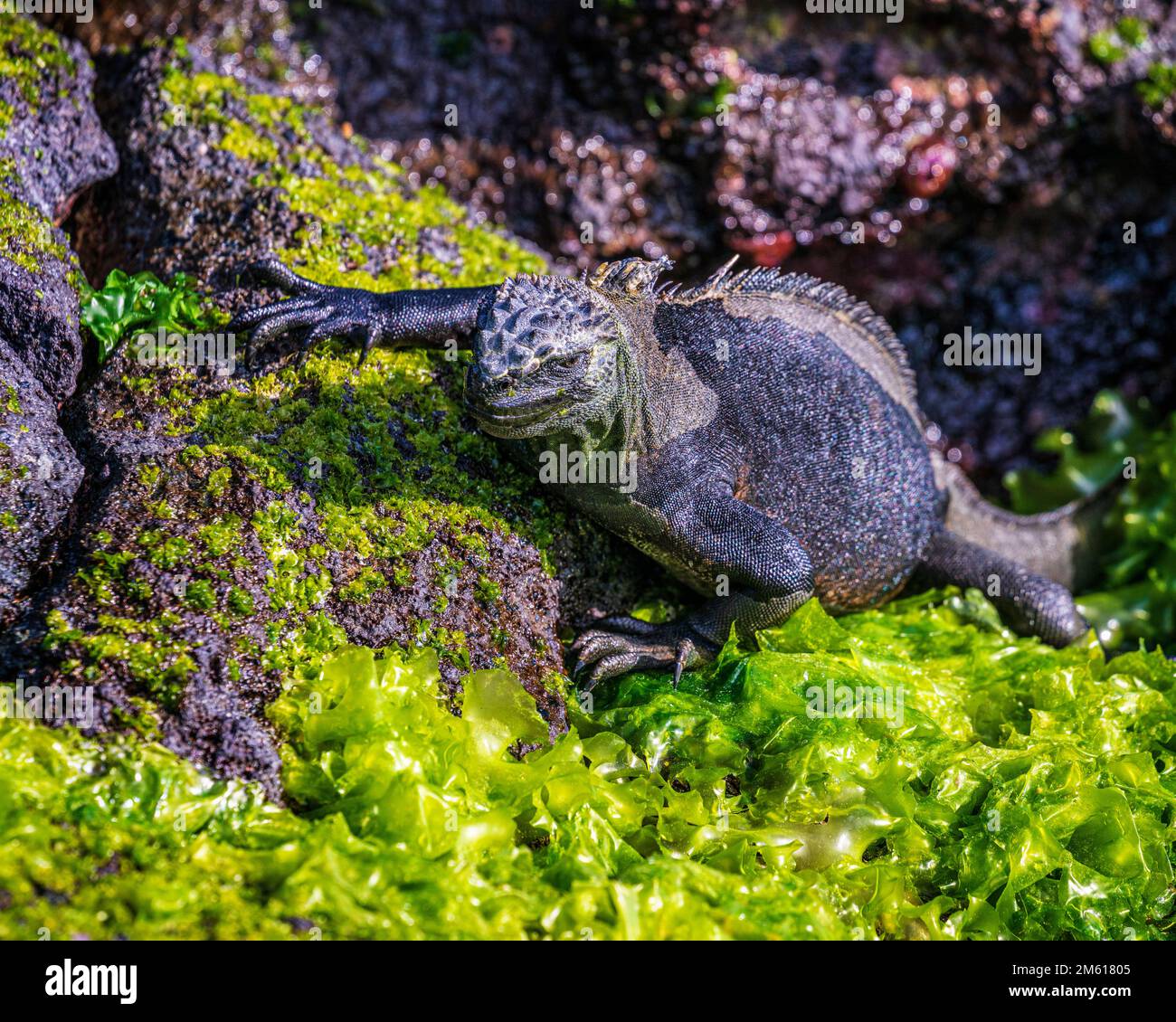 Totes Marine-Iguana an der Küste der Galápagos-Inseln in Ecuador Stockfoto