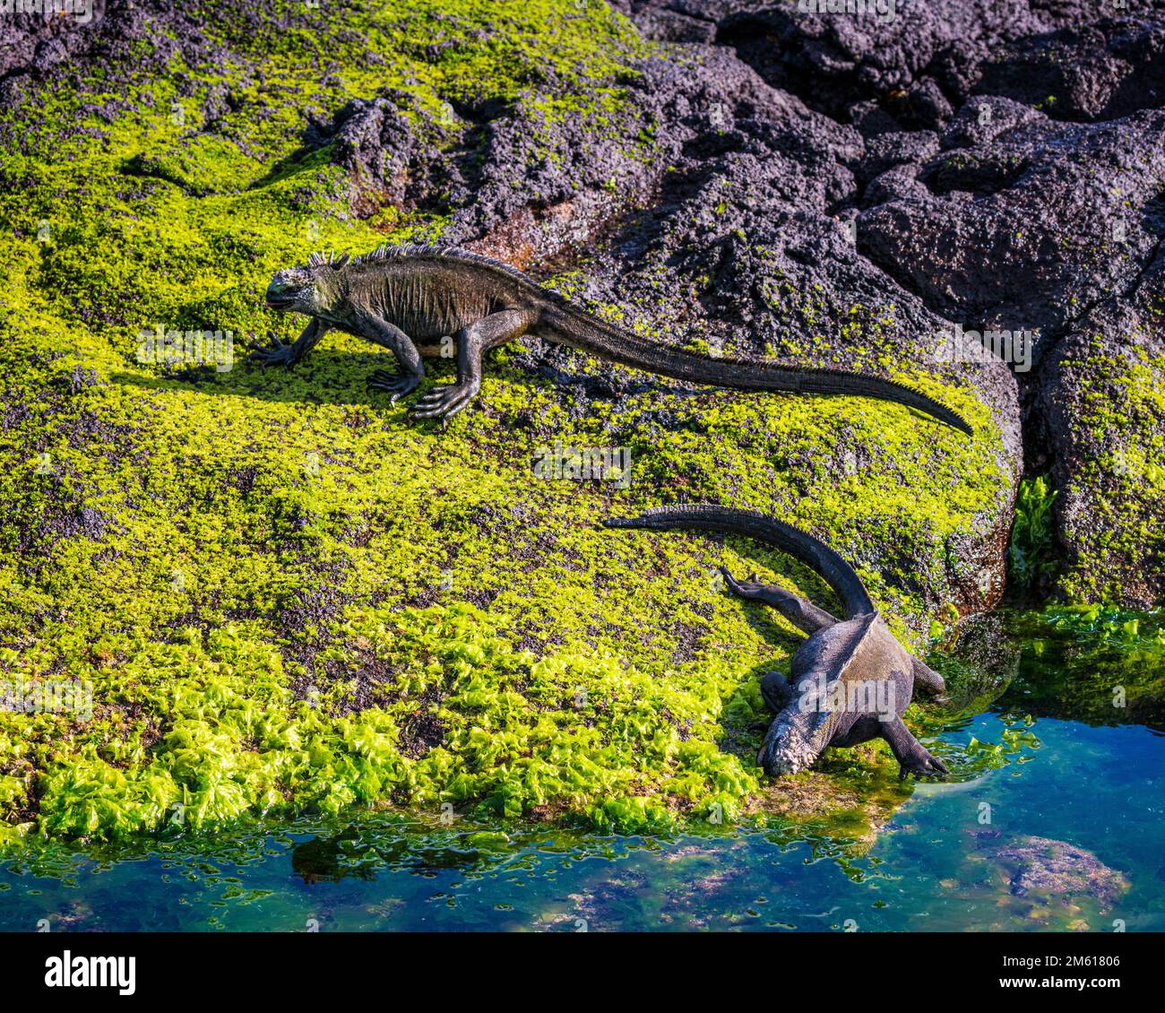 Iguanas auf den Galápagos-Inseln in Ecuador Stockfoto