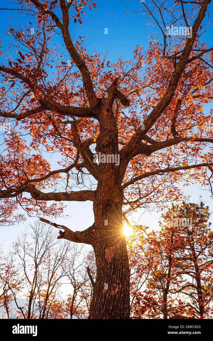 Der lebhafte Herbstwald im Great Smoky Mountain National Park, Tennessee, lockt mit sonnenverwöhntem Sonnenschein Stockfoto