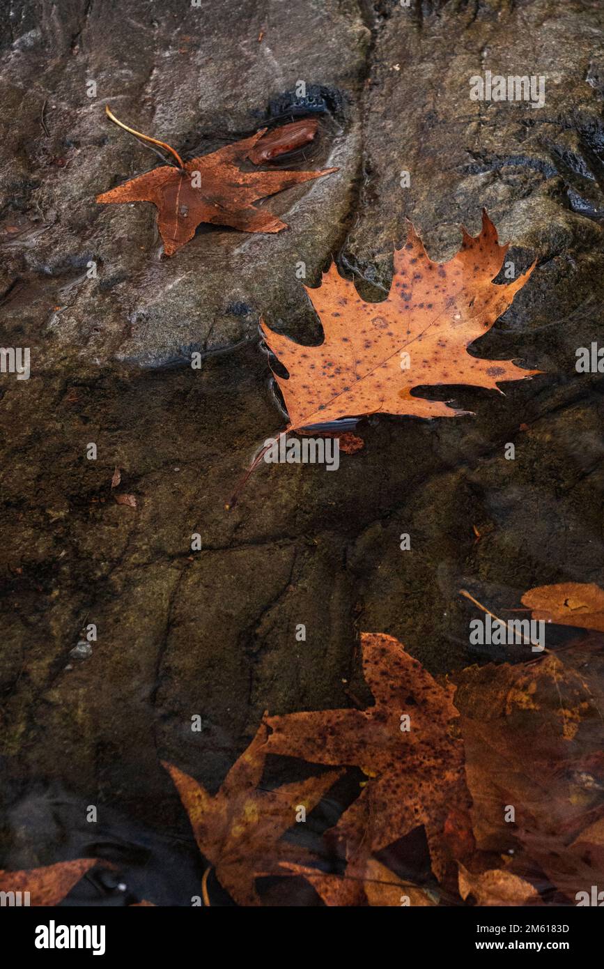 Herbstlaub im Fluss Stockfoto