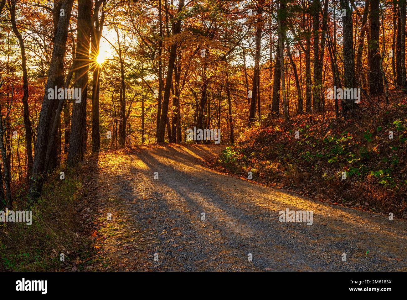 Im Herbstwald im Great Smoky Mountain National Park in Tennessee scheint die Sonne Stockfoto