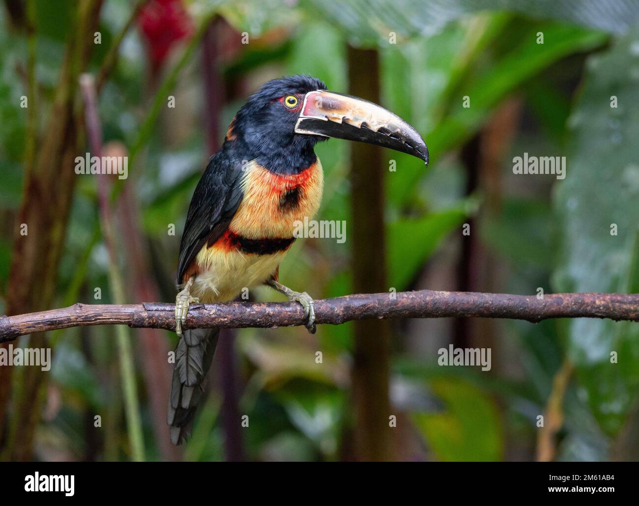 Hat Aracari Festgenommen, Panama Stockfoto