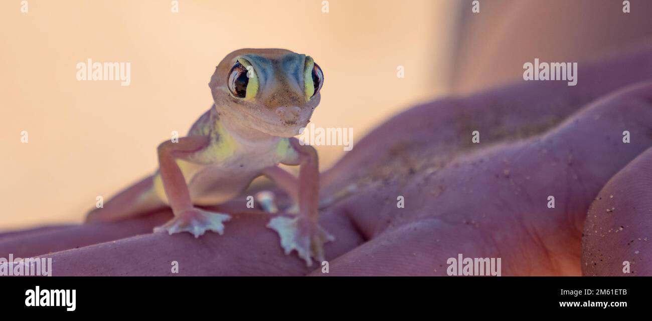 Pachydactylus Rangei, Namib-Sandgecko oder Webfußgecko Stockfoto