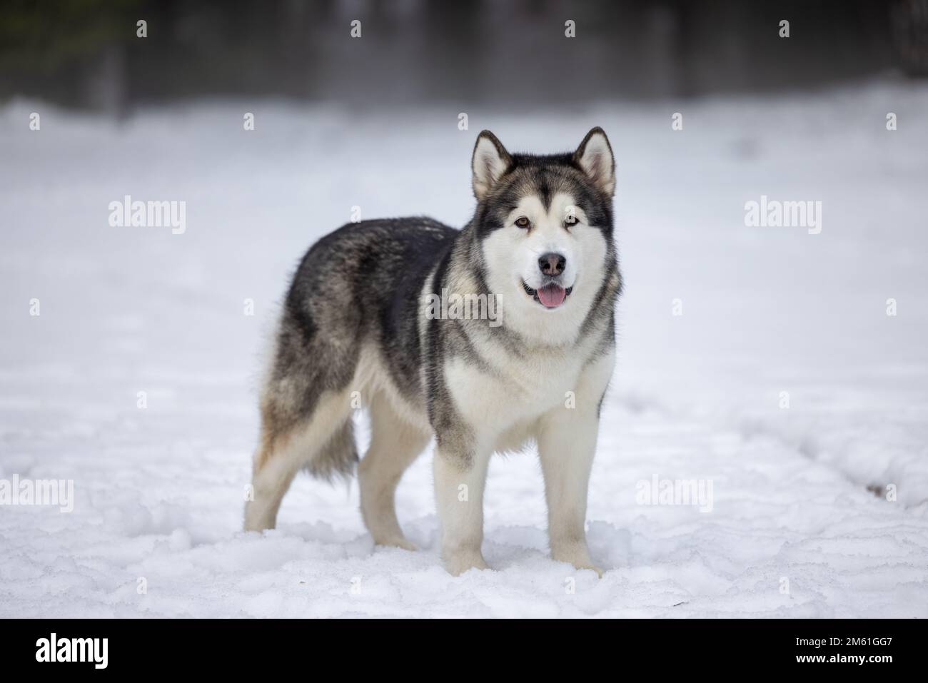 Malamute Dog steht im Winter auf Schneeflächen. Porträtaufnahmen Im Freien. Stockfoto