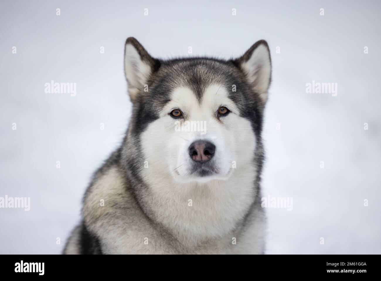 Malamute Dog sitzt im Winter auf dem Schneegrund. Porträtaufnahmen Im Freien. Stockfoto