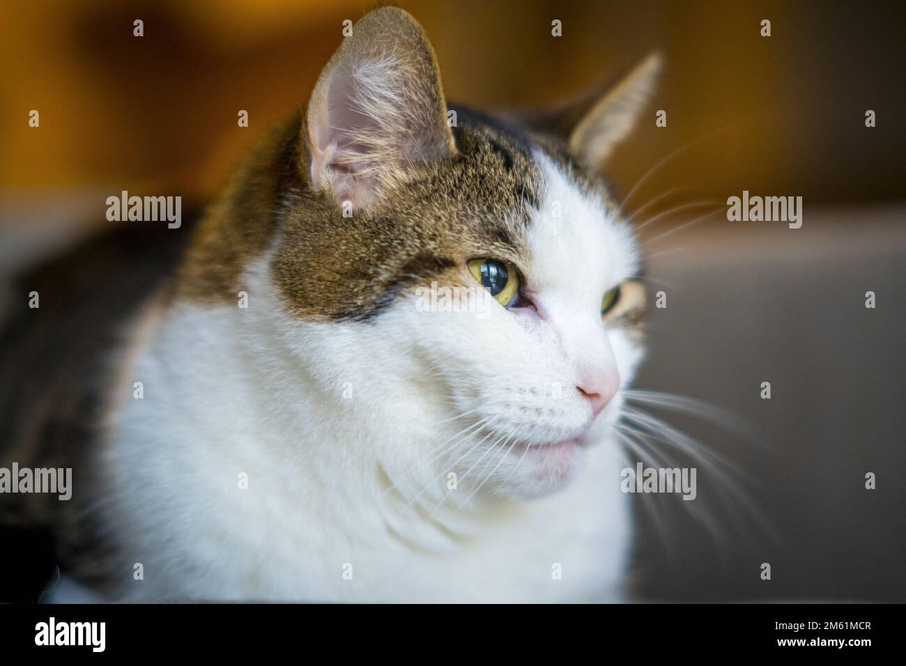 Nahaufnahme einer Katze Stockfoto