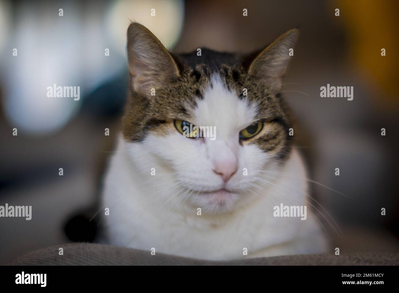 Nahaufnahme einer Katze Stockfoto