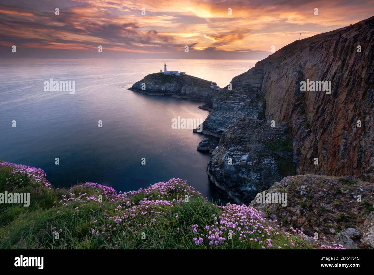 Sea Thrift Wildflowers am South Stack Lighthouse at Sunset, South Stack, Anglesey, North Wales, Großbritannien Stockfoto