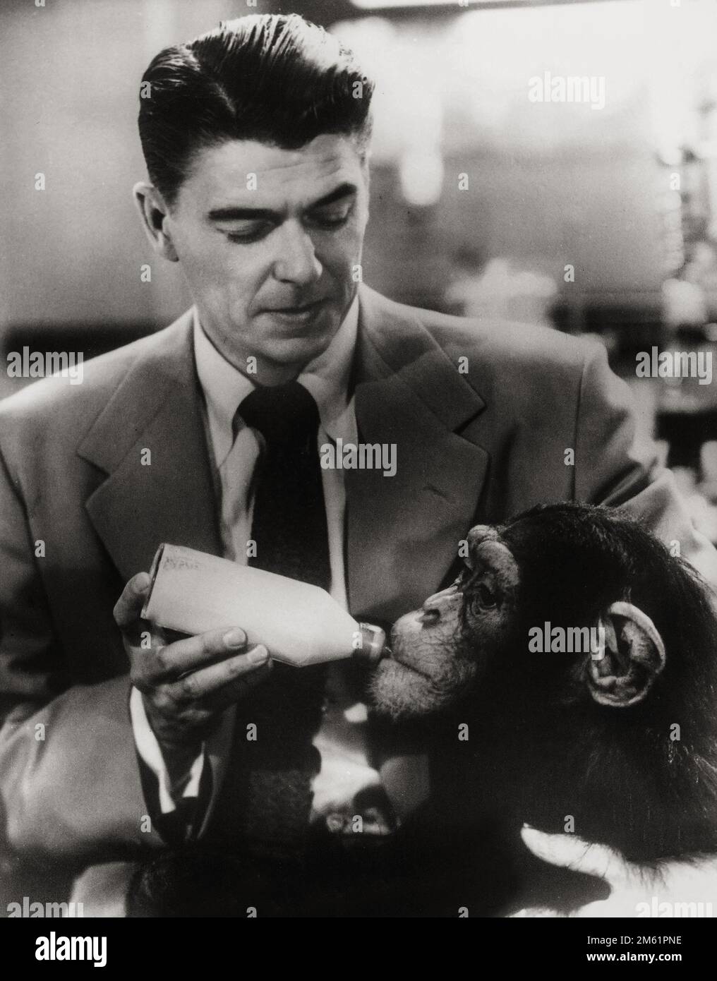 Filmstar (künftiger Präsident der Vereinigten Staaten) Ronald Reagan - Schlafenszeit für Bonzo (1951) Publicity Foto. Stockfoto