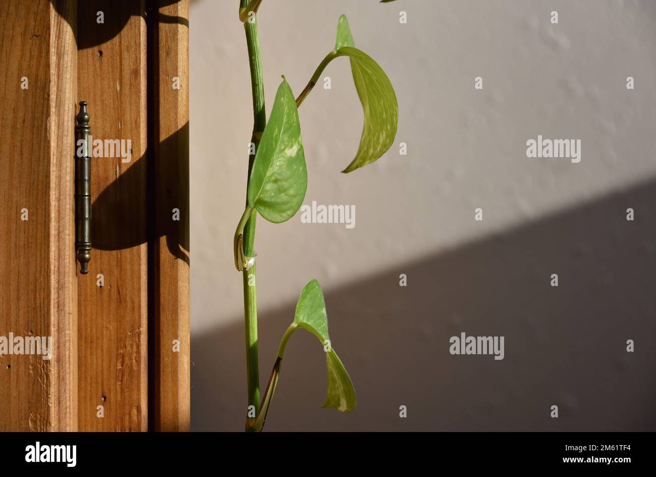 Hängende Philodendron-Hauspflanze oder Weinrebe Stockfoto
