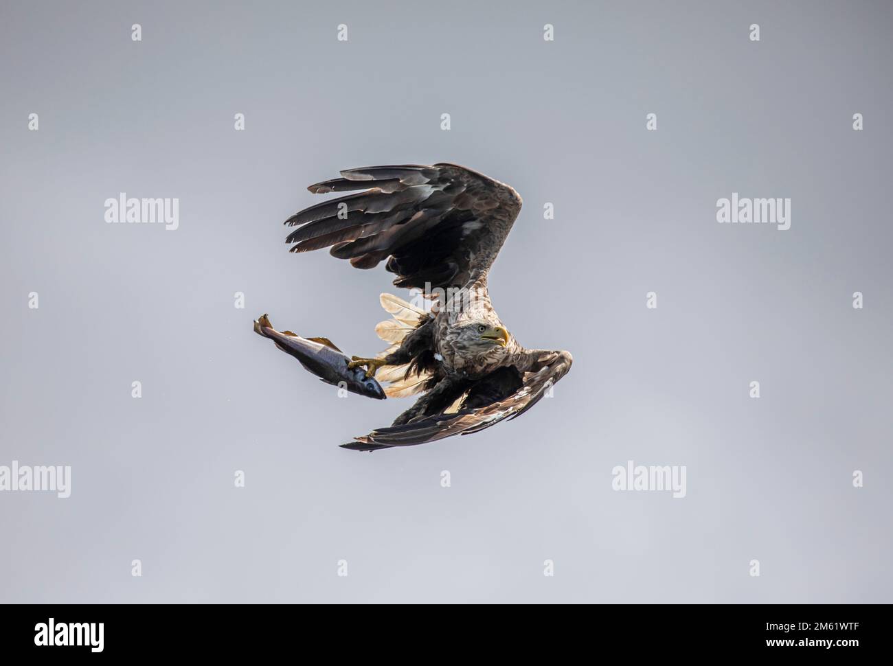 Weißschwanzseeadler, Insel Mull, Schottland Stockfoto