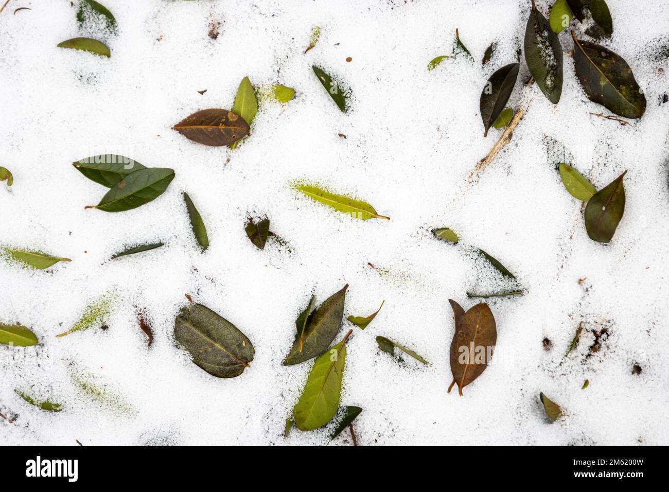 Die gefallenen Blätter ruhen im Schnee, der in der zentralen Appalachen gefallen ist. Stockfoto