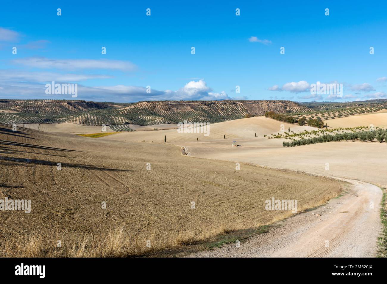 Landwirtschaftliche Landschaft von zum Anpflanzen vorbereiteten Feldern zwischen Olivenbäumen und einigen Zypressen in Andalusien (Spanien) Stockfoto