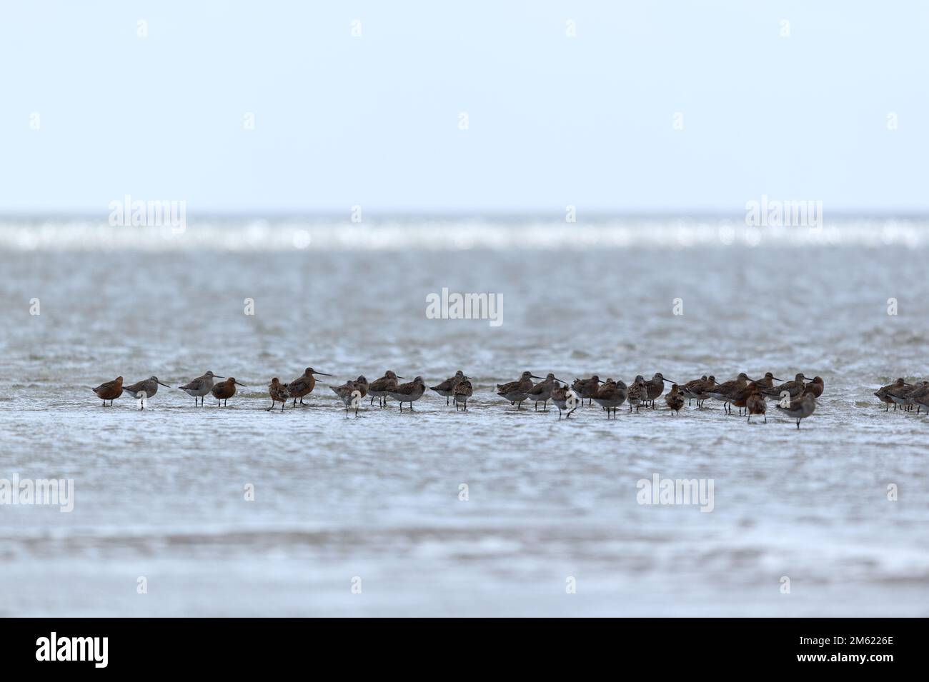 Kleine Stationen im wattenmeer in Holland Stockfoto