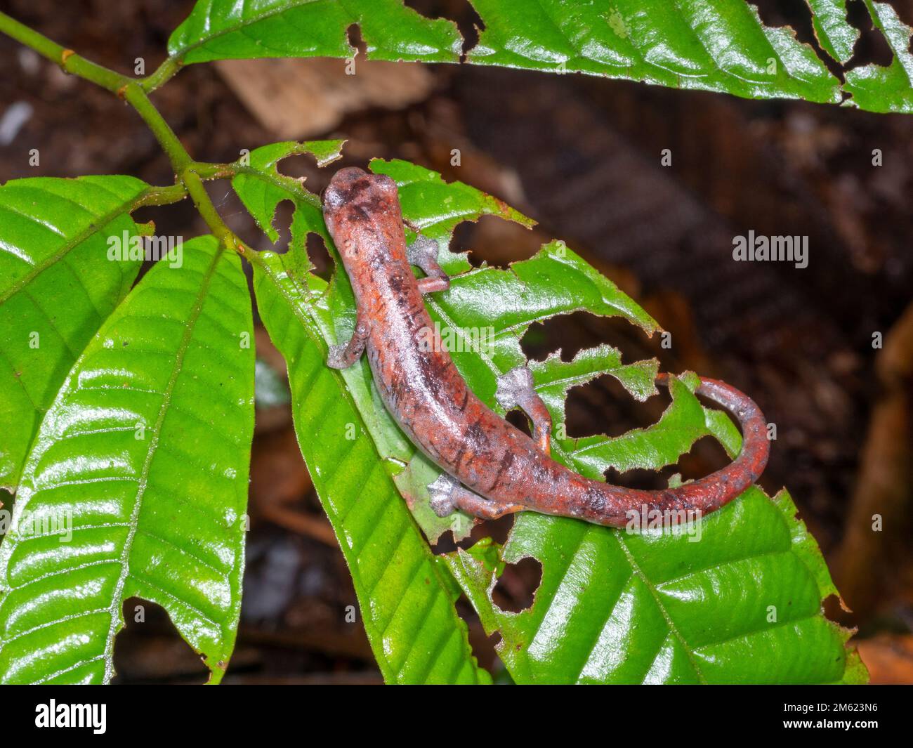 Ecuadorianischer Klettersalamander (Bolitoglossa ecuatoriana) im Regenwald, Provinz Orellana, Ecuador Stockfoto