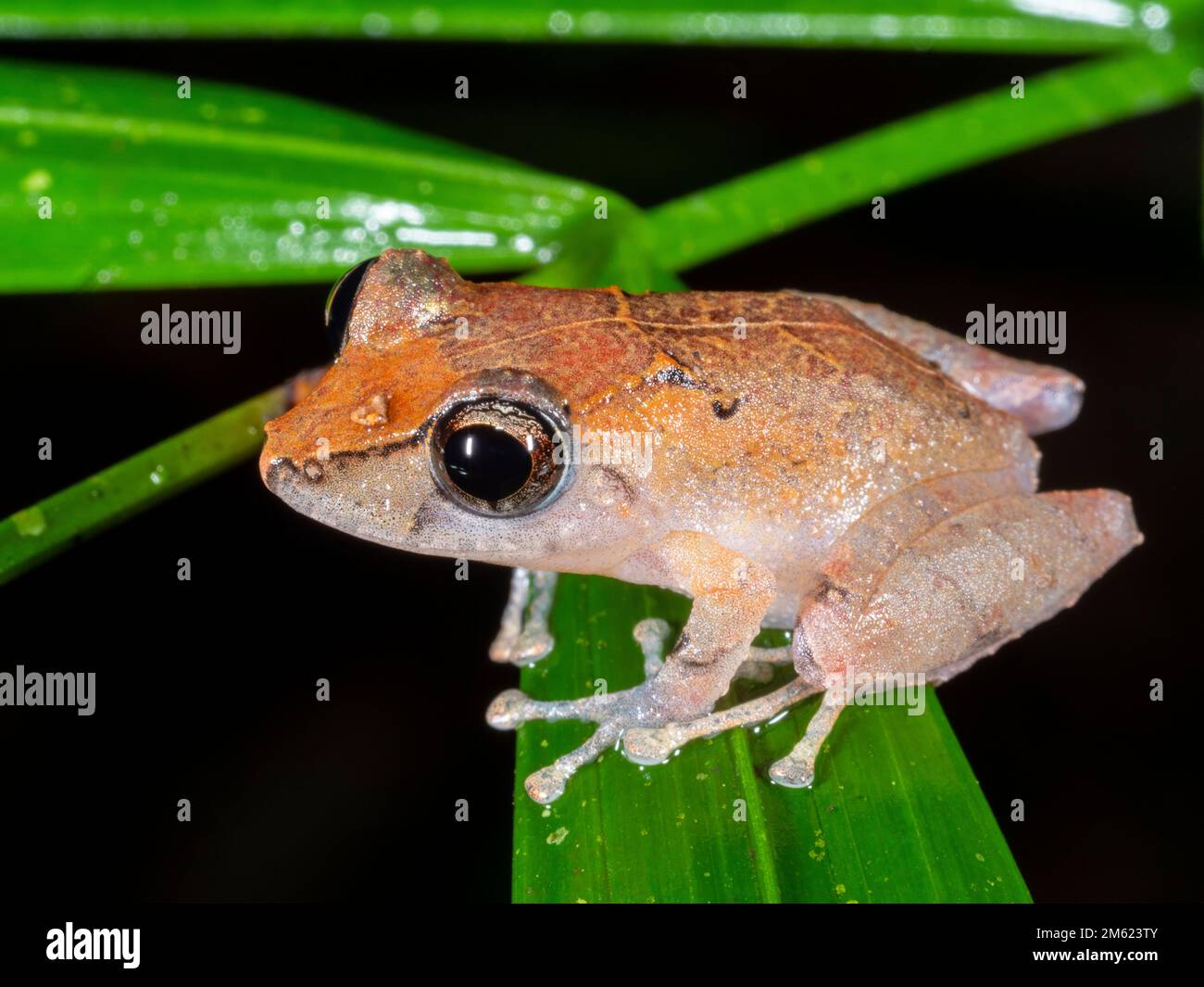 Kichwa Rain Frog (Pristimantis kichwarum), im Regenwald Untergeschichte bei Nacht, Ecuador Stockfoto