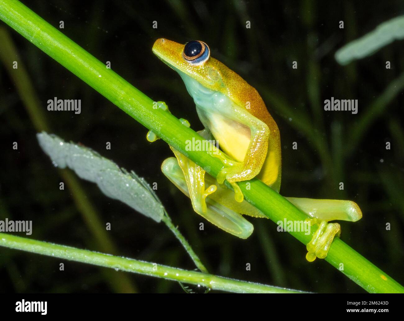 Flecktreefrog (Boana punctata), Provinz Orellana, Ecuador Stockfoto