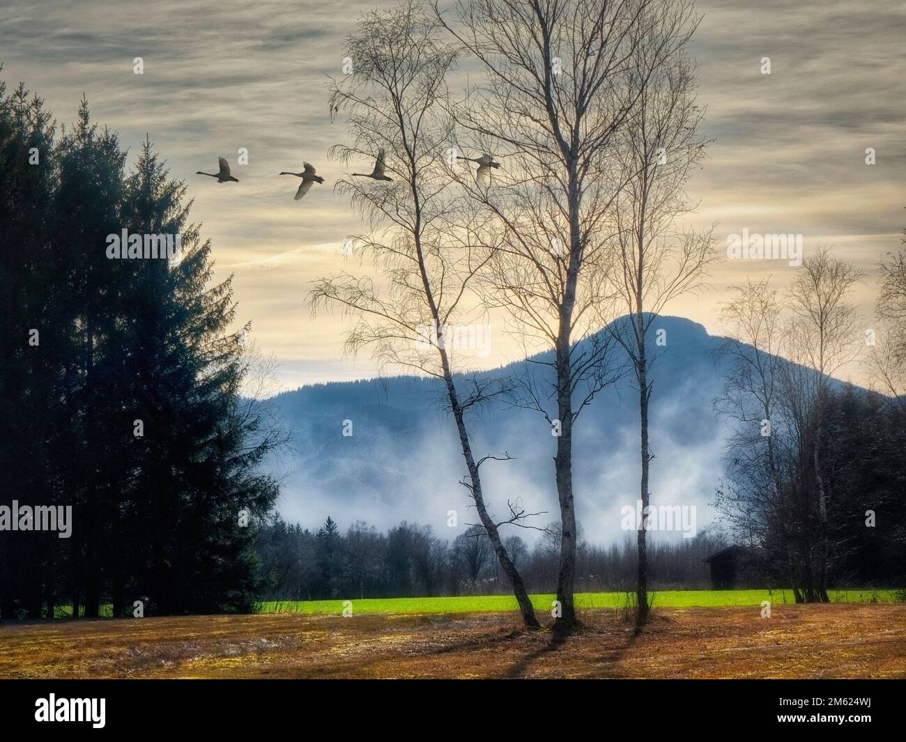DE - BAYERN: Schwäne fliegen am Ende eines Tages über das herbstliche Loisach Moor bei Bichl, Oberbayern (HDR-Fotografie von Edmund Nagele FRPS) Stockfoto